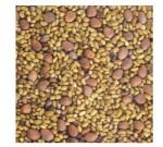 Graines à germer - Alfalfa - Trèfle - Radis